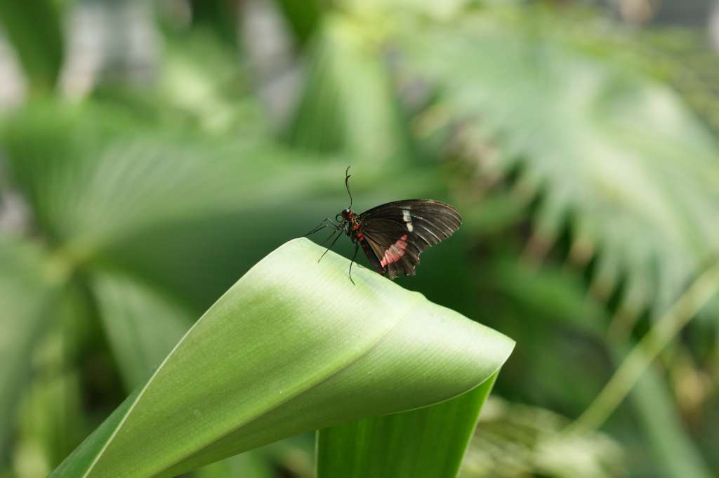 SONY DSC